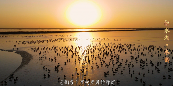 四季流转间，邂逅衡湖飞鸟秘境——《四季衡湖竞自由》